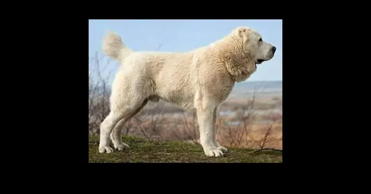 Maximus, a Central Asian Shepherd Dog tested with EmbarkVet.com