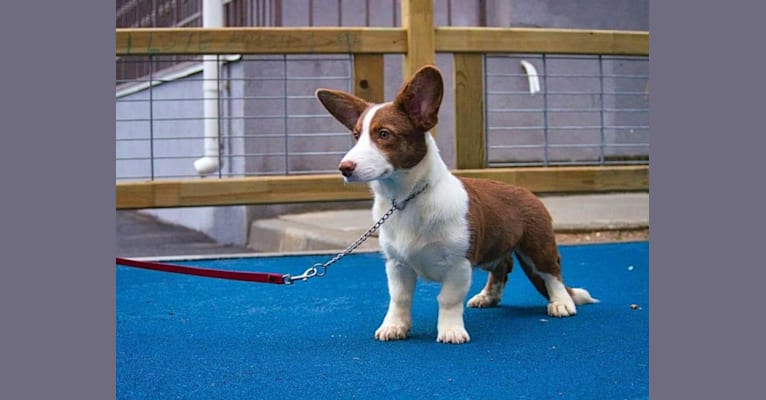 Photo of Latte, a Cardigan Welsh Corgi  in Moscow, Russia