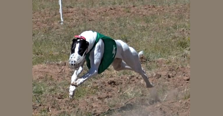 Caddy, a Greyhound tested with EmbarkVet.com