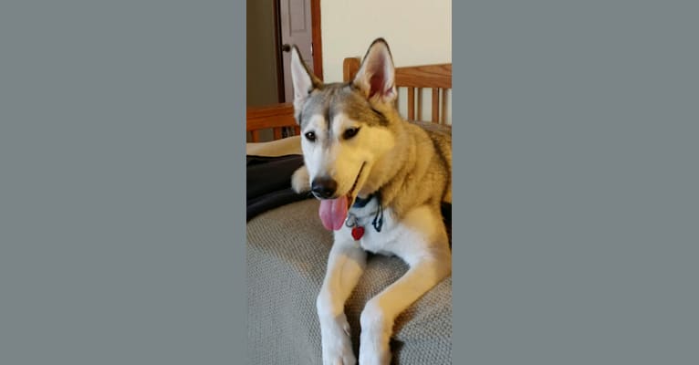 Artie, a Siberian Husky and German Shepherd Dog mix tested with EmbarkVet.com