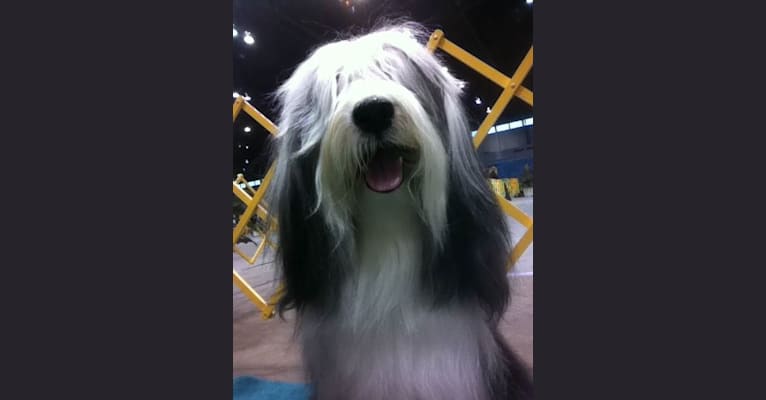 Spencer, a Tibetan Terrier tested with EmbarkVet.com