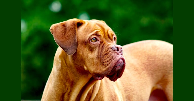 Courtney, a Dogue de Bordeaux tested with EmbarkVet.com