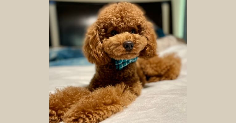 Chili, a Poodle (Small) tested with EmbarkVet.com