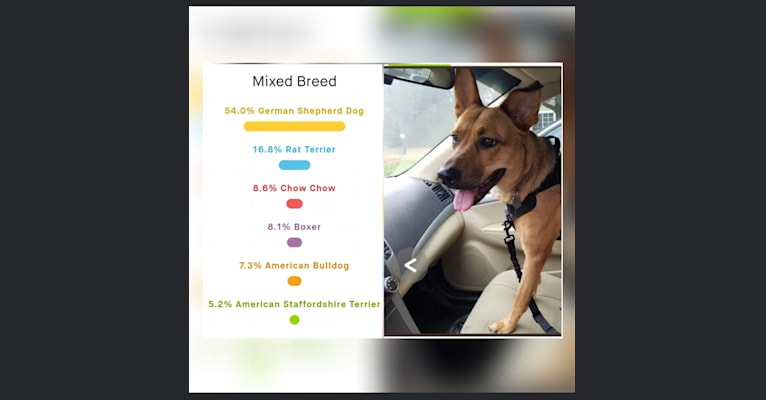 Max, a German Shepherd Dog and Rat Terrier mix tested with EmbarkVet.com
