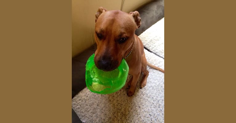 Photo of Charlie, an American Pit Bull Terrier and Rottweiler mix in Los Angeles, California, USA
