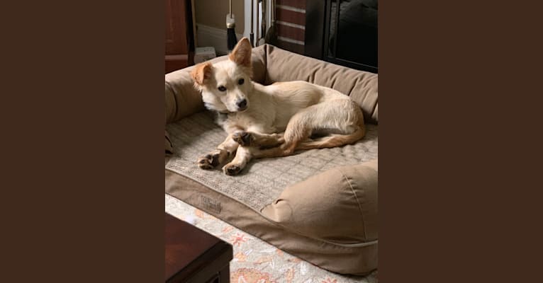 Photo of Sherry Darling, an American Pit Bull Terrier, Chihuahua, and Mixed mix in Texas, USA