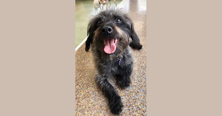 Shadow, a Poodle (Small) and Russell-type Terrier mix tested with EmbarkVet.com
