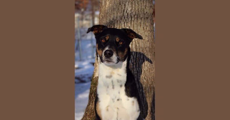Photo of Gypsy, a Siberian Husky, American Pit Bull Terrier, and Mixed mix in White Pine, Tennessee, USA