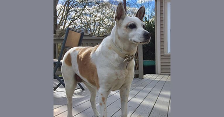 Laika, a Boxer and German Shepherd Dog mix tested with EmbarkVet.com