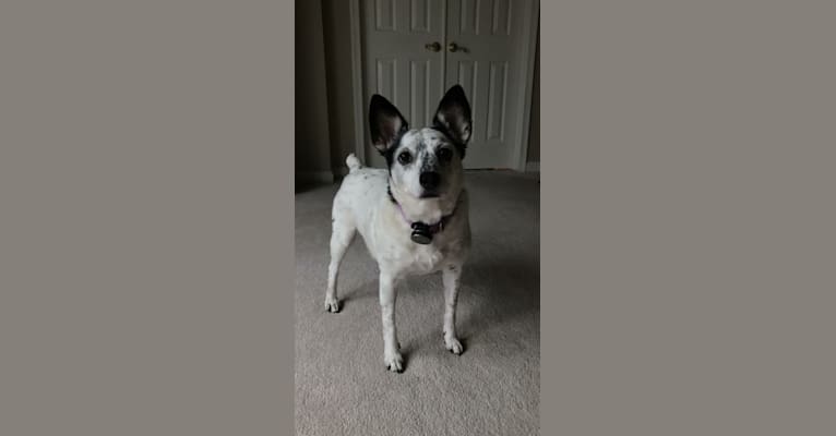 Sadie, an Australian Cattle Dog and Russell-type Terrier mix tested with EmbarkVet.com