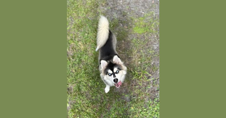 Brady, a Pomsky tested with EmbarkVet.com