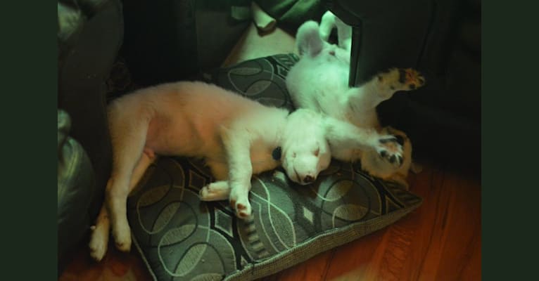casper, a Great Pyrenees and Labrador Retriever mix tested with EmbarkVet.com