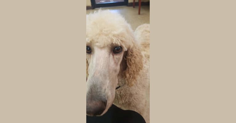 Photo of Denali, a Poodle (Standard)  in Crestview, Florida, USA