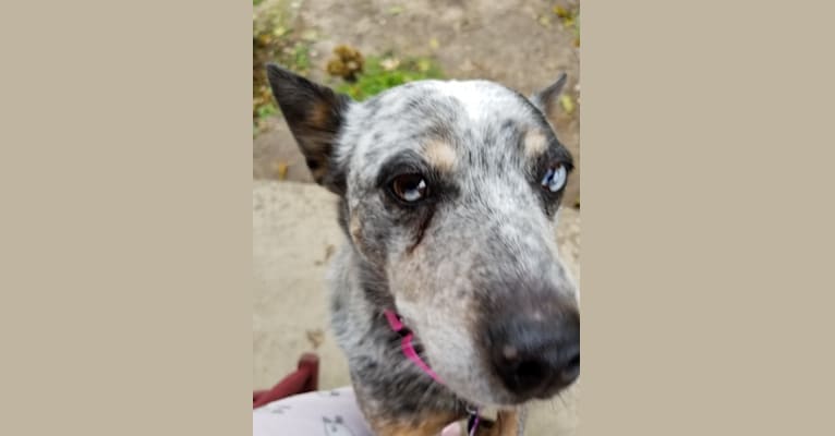 Shadoe, an Australian Cattle Dog tested with EmbarkVet.com