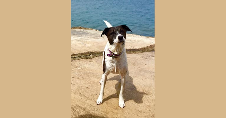 Claire, an American Pit Bull Terrier and Labrador Retriever mix tested with EmbarkVet.com