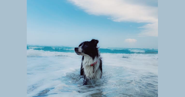 Photo of Whisper, a Border Collie  in North Palm Beach, Florida, USA