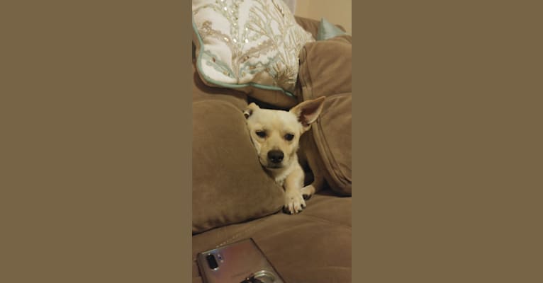 Austin "Sausage" Kim, a Poodle (Small) and Chihuahua mix tested with EmbarkVet.com