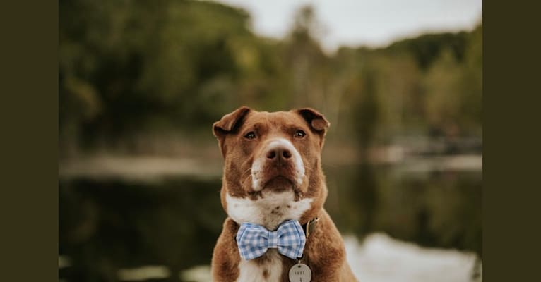 Dave, a Chinese Shar-Pei and Australian Cattle Dog mix tested with EmbarkVet.com