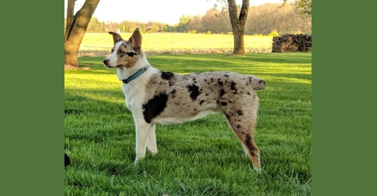 Tucker, an Australian Shepherd and Australian Cattle Dog mix tested with EmbarkVet.com