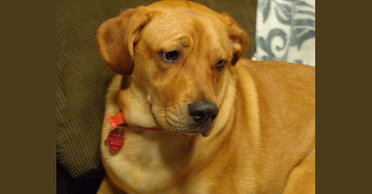 Jack, a Labrador Retriever and Staffordshire Terrier mix tested with EmbarkVet.com