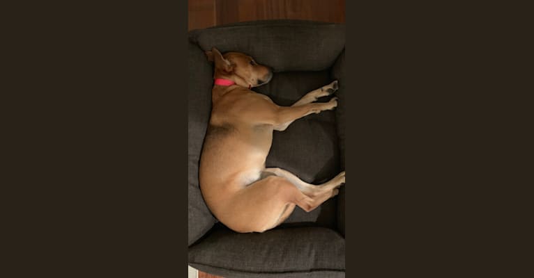 Lucie, a Labrador Retriever and American Pit Bull Terrier mix tested with EmbarkVet.com