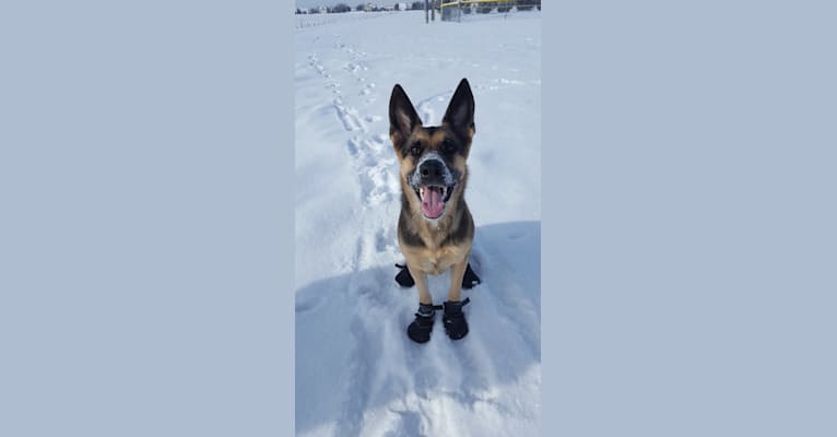 Ava Lynch, a German Shepherd Dog tested with EmbarkVet.com