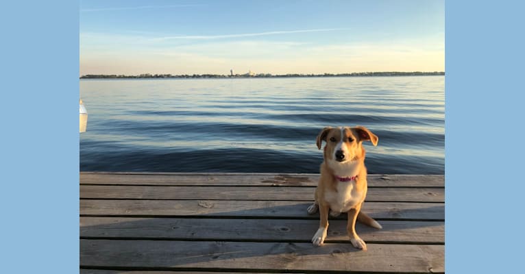 Bella, an American Village Dog tested with EmbarkVet.com