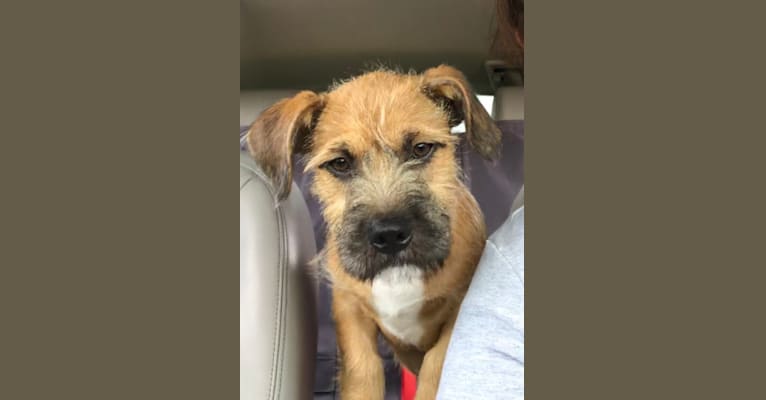 Embark Dog DNA Test Breed