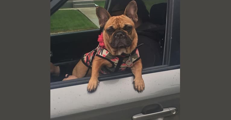 french bulldog genetic testing