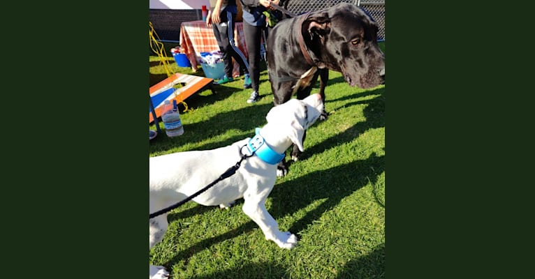Urso, a Great Dane tested with EmbarkVet.com