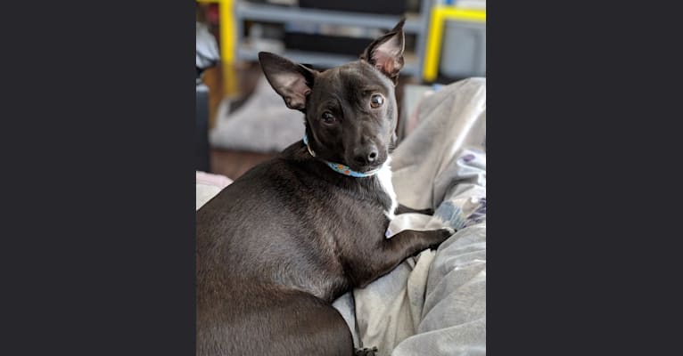 Iggy, a Chihuahua and Rat Terrier mix tested with EmbarkVet.com