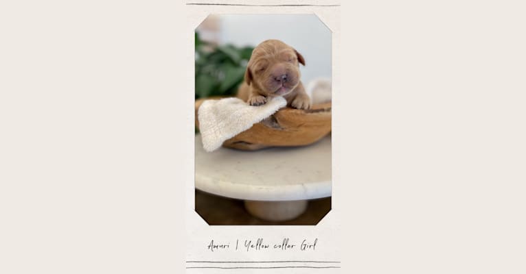 Amuri | Yellow girl, a Goldendoodle tested with EmbarkVet.com