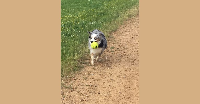 MaizyRose, an Australian Shepherd Group tested with EmbarkVet.com
