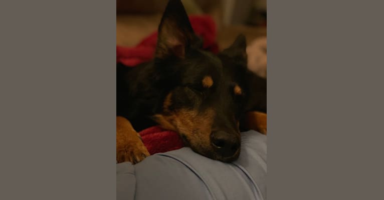 Finn [Wolfhard], an Australian Cattle Dog and Rottweiler mix tested with EmbarkVet.com