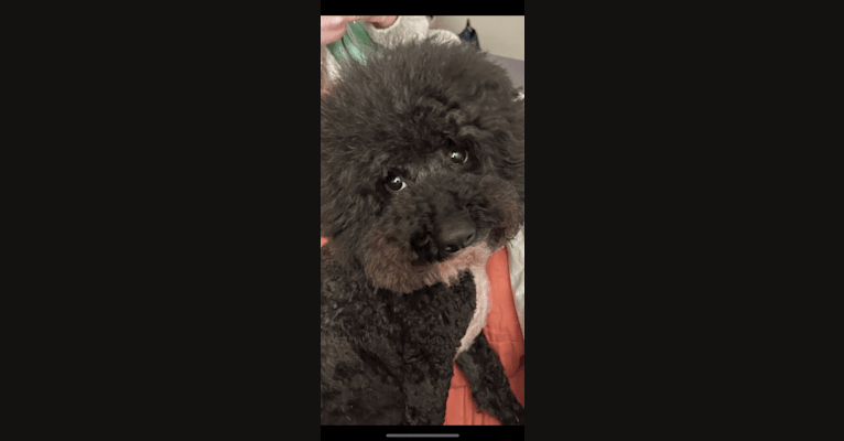 Maxwell, a Poodle (Small) tested with EmbarkVet.com
