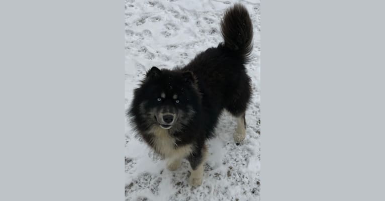 Bear, a Siberian Husky tested with EmbarkVet.com