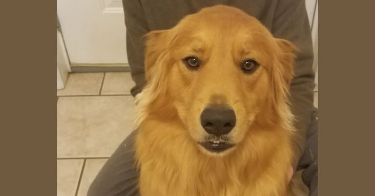 Embark Dog Dna Test Breed