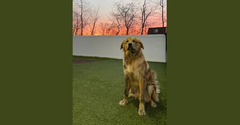 Photo of Hudson, a Great Pyrenees, Chow Chow, Labrador Retriever, Rottweiler, and Mixed mix in Philadelphia, Pennsylvania, USA