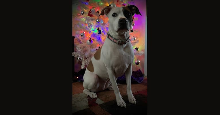 Photo of Belle, an American Pit Bull Terrier, American Bulldog, and Boxer mix in Tennessee, USA
