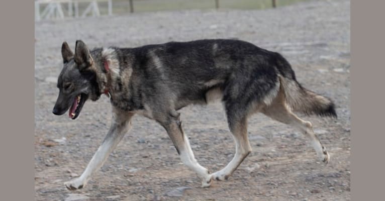Booker, an Alaskan-type Husky tested with EmbarkVet.com