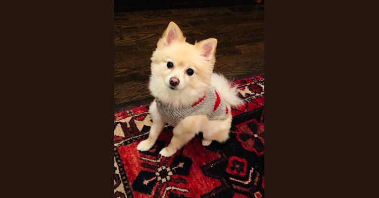 Goldie Hawn, a Pomeranian tested with EmbarkVet.com