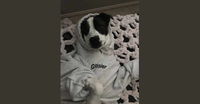 Sonny, a Boxer and American Pit Bull Terrier mix tested with EmbarkVet.com