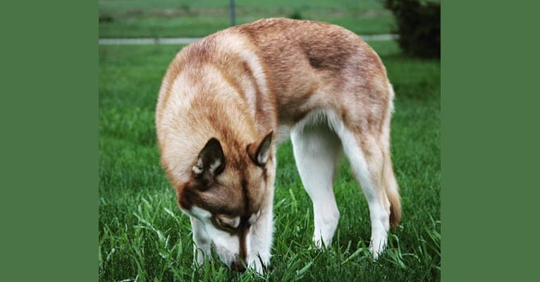 Photo of Asha, a Siberian Husky and German Shepherd Dog mix in Sioux Falls, South Dakota, USA