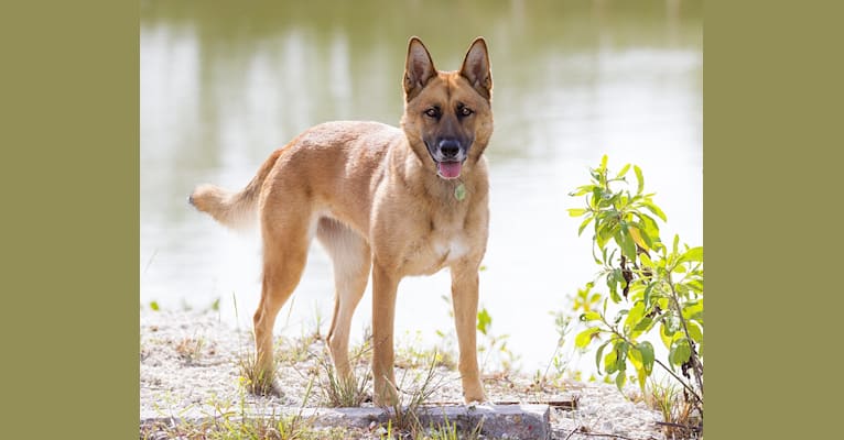 Ciri, a German Shepherd Dog and Siberian Husky mix tested with EmbarkVet.com