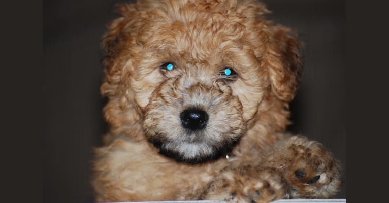 Fig, a Soft Coated Wheaten Terrier and Miniature Schnauzer mix tested with EmbarkVet.com