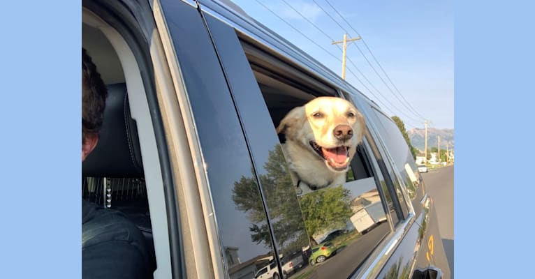 Kimber, a Labrador Retriever and American Pit Bull Terrier mix tested with EmbarkVet.com