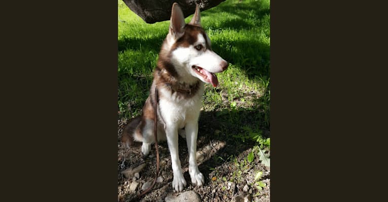 Kronos, a Siberian Husky and German Shepherd Dog mix tested with EmbarkVet.com