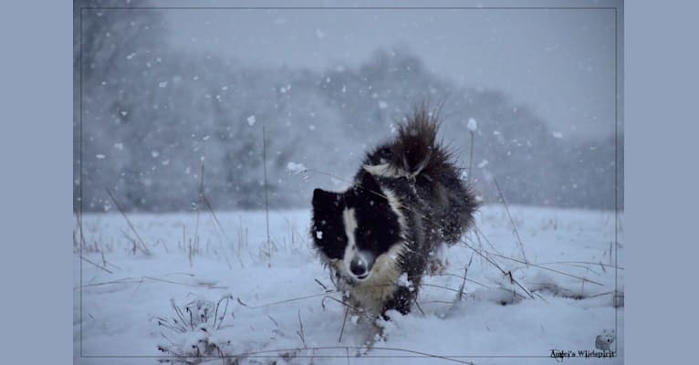 Photo of Shayan, a Yakutian Laika  in Novossibirsk, Russie