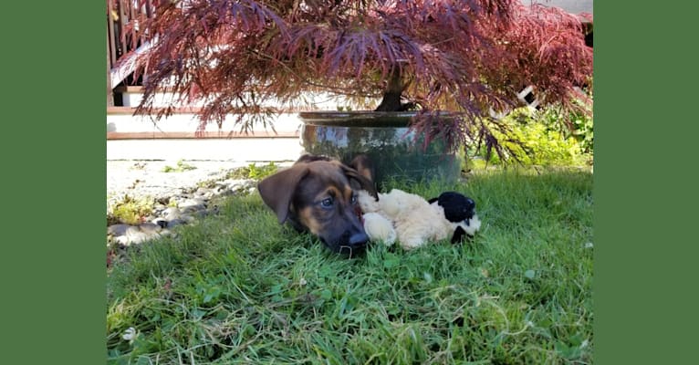 Photo of Ophelia Bean, a Doberman Pinscher, Belgian Malinois, and German Shepherd Dog mix in Guadalajara, Jalisco, Mexico