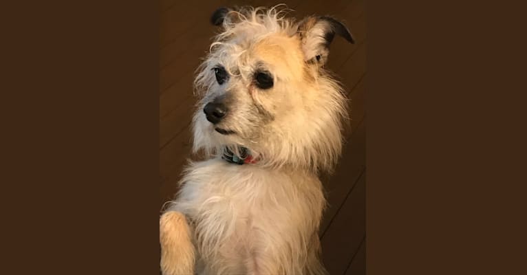 Koby, a Chihuahua and Lhasa Apso mix tested with EmbarkVet.com